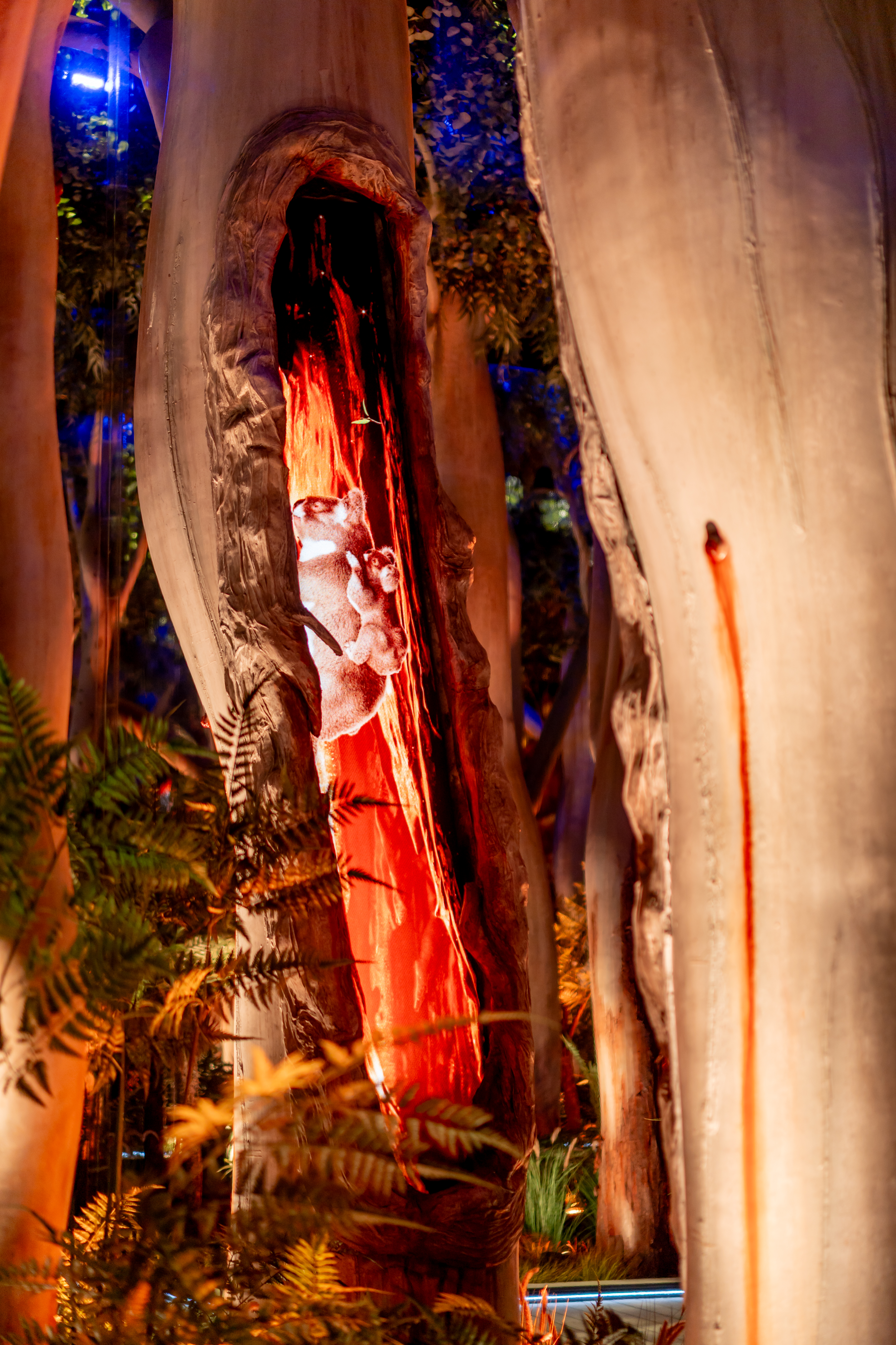 A koala digital display in a tree in the Land Country exhibition at the Australia Pavilion at World Expo 2025 Osaka