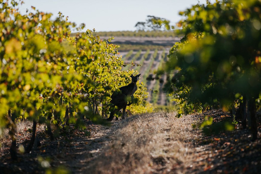 Picture of a kangaroo in a vineyard