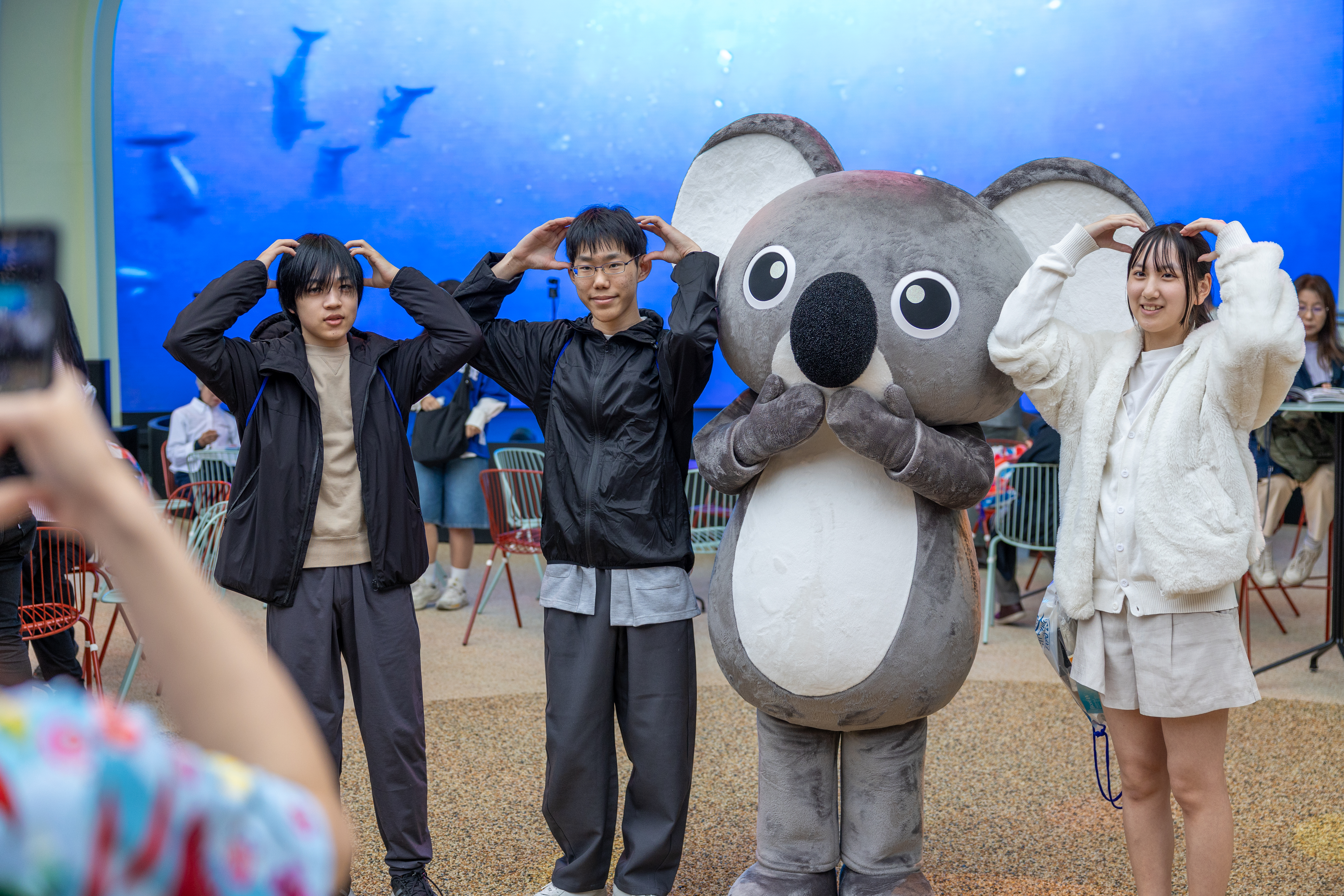 Koko the koala at the pavilion