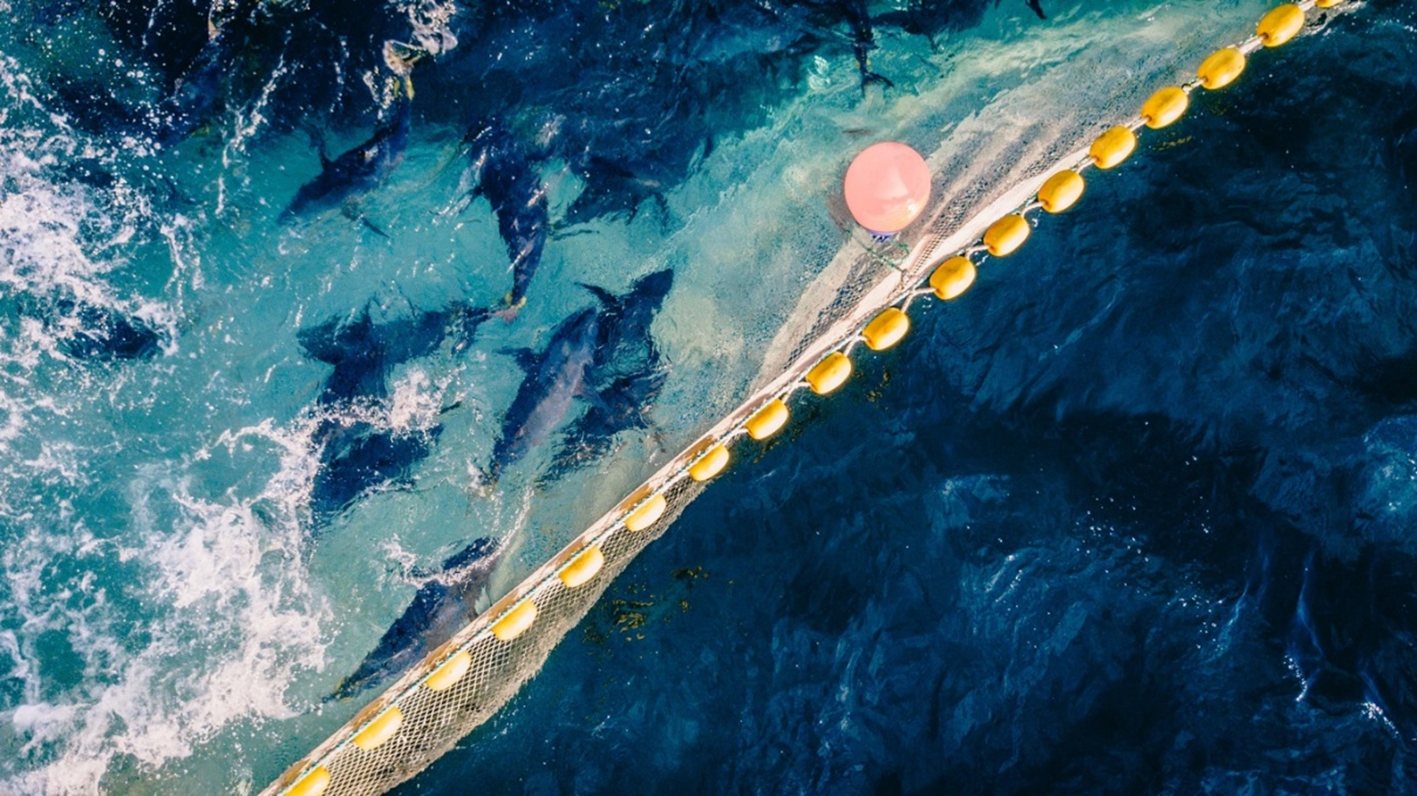 Picture of Southern Bluefin tuna in a sustainable farm