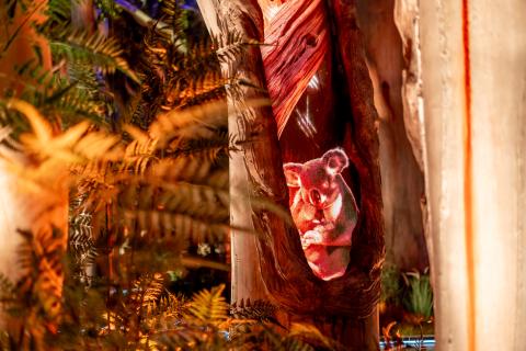 A multisensory journey, encountering native wildlife (Koala)